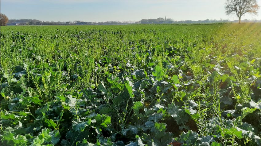 Resiliente Landwirtschaft dank gesunder Böden: Beispiel zeigt Feld mit Winterraps mit Begleitkultur