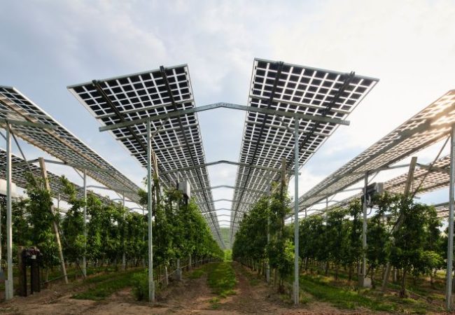 Seitlicher Blick auf eine Agrif-PV-Anlage in Kressbronn zeigt, wie Pflanzen unter der PV-Anlage gedeihen. Bild Fraunhofer ISE